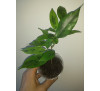 Фікус Бенджаміна  Анастасія (Ficus Anastasia)